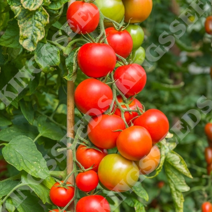 Picture of Tomato Maisey F1 PPP A.Solanum lycopersicum B.GB40557 C.lot see pkt D.GB