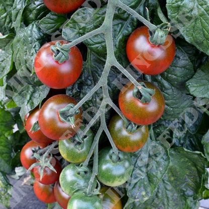 Picture of Tomato Ruby Falls PPP A.Solanum lycopersicum B.GB40557 C.lot see pkt D.GB