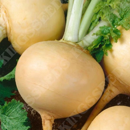 Picture of Turnip Golden Ball