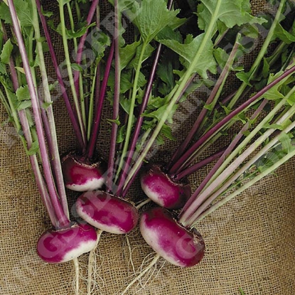 Picture of Turnip Milan Purple Top