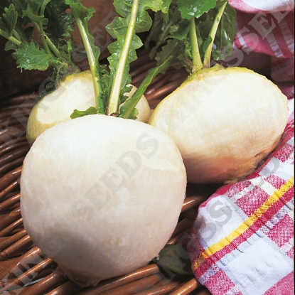 Picture of Turnip  Snowball