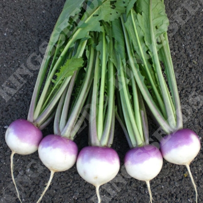 Picture of Turnip  Sweetbell F1