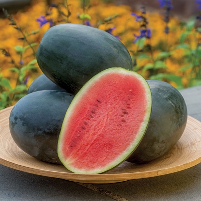 Picture of Water Melon  Little Darling F1