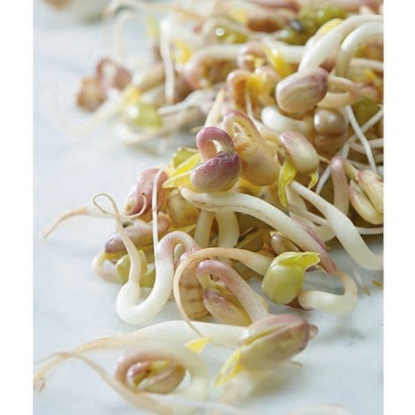 Picture of Mung Bean