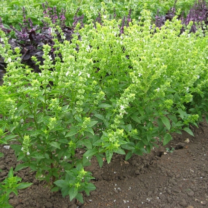 Picture of  Herb  Basil Bush Annual