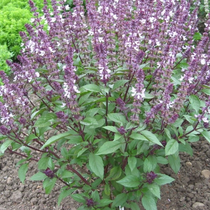 Picture of Herb  Basil Cinnamon ANNUAL