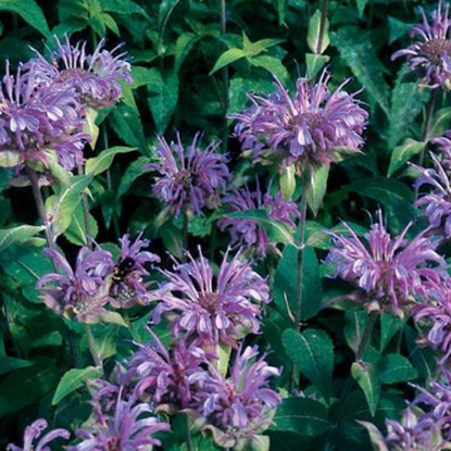 Picture of Herb  Bergamot Perennial