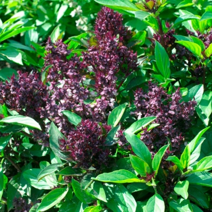 Picture of Herb  Basil Siam Queen Annual