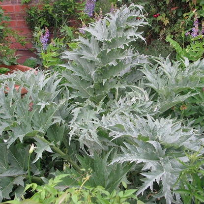 Picture of Cardoon