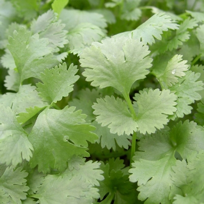 Picture of Herb -  Coriander Leisure Annual.