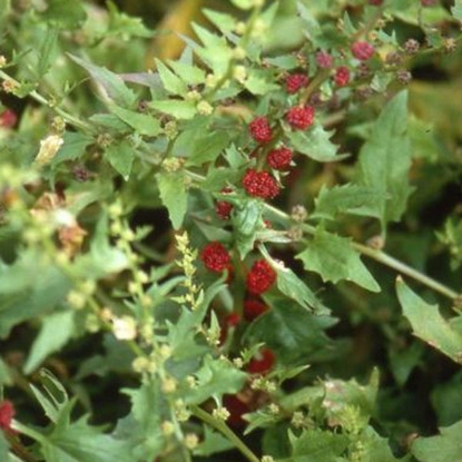 Picture of Herb Strawberry Sticks Annual