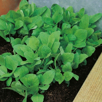 Picture of Herb  Basil Holy Annual