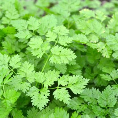 Picture of Herb  Chervil Plain Perennial