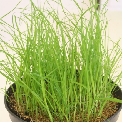 Picture of Cat Grass (Dactylis Glormerata) - 10g approx