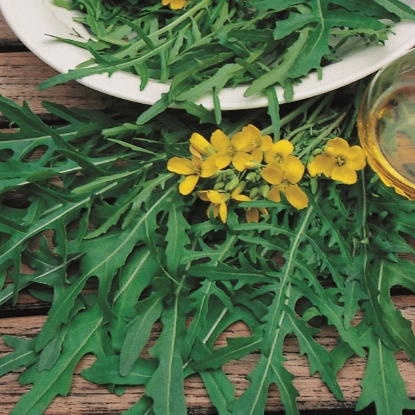 Picture of Herb Rocket Wild  (Diplotaxis tenuifolia)