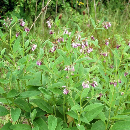 Picture of Herb  Comfrey (symphytum officinale)