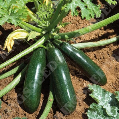 Picture of Courgette Astia F1