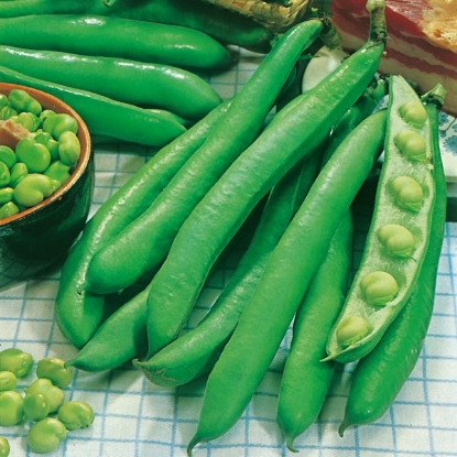 Picture of Broad Bean  Giant Exhibition PPP A. Vicia faba B. GB40557 C. lot see pkt D.GB