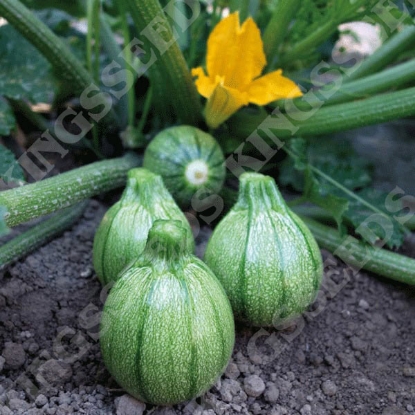 Picture of Courgette Boldenice F1