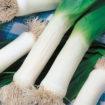 Picture of Leek Mammoth Pot (RHS Award of Garden Merit)