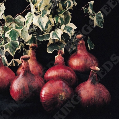 Picture of Onion  Mammoth Red PPP A. Allium B.GB40557 C. lot see pkt D.GB