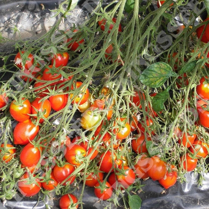 Picture of Tomato Seeds Britain's Breakfast