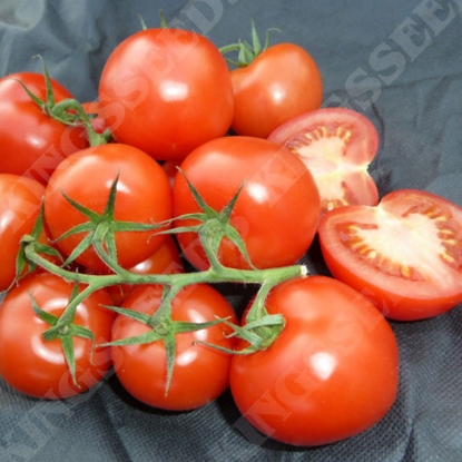 Picture of Tomato Stonors Exhibition PPP A.Solanum lycopersicum B.GB40557 C.lot pkt D.GB