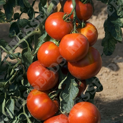 Picture of Tomato  Fandango F1 PPP A.Solanum lycopersicum B.GB40557 C.lot see pkt D.GB