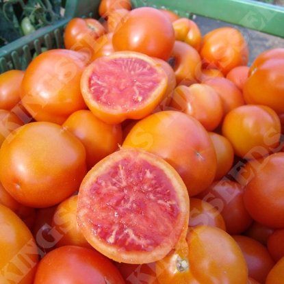 Picture of Tomato Zlatava Seeds