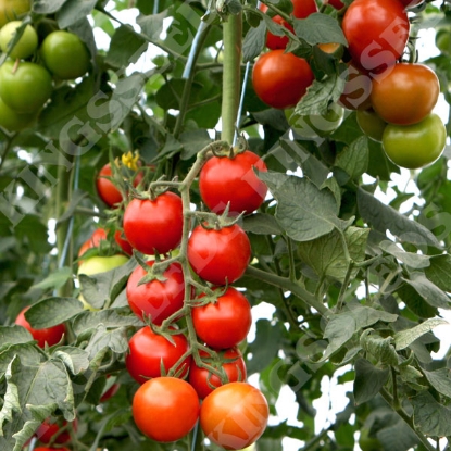 Picture of Tomato Bauna F1 PPP A.Solanum lycopersicum B.GB40557 C.lot see pkt D.GB