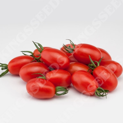 Picture of Tomato Santa Victoria F1 PPP A.Solanum lycopersicum B.GB40557 C.lot see pkt D.GB