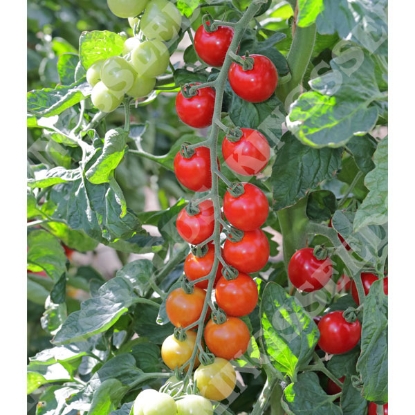 Picture of Tomato Toddler F1 PPP A.Solanum lycopersicum B.GB40557 C.lot see pkt D.GB