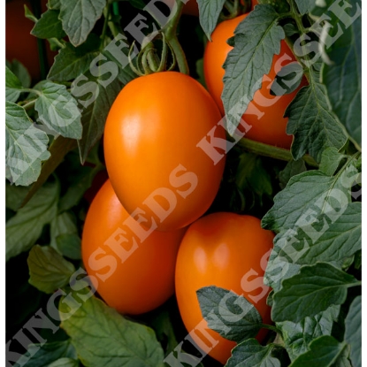 Picture of Tomato Vivacious F1 PPP A.Solanum lycopersicum B.GB40557 C.lot see pkt D.GB