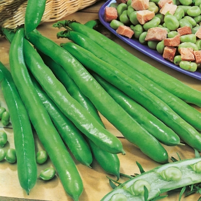 Picture of Broad Beans  Bunyards 1kg PPP A. Vicia faba B. GB40557 C. lot see pkt D.GB