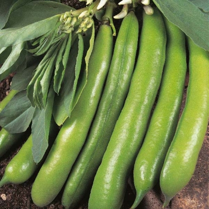 Picture of Broad Bean  Dreadnought PPP A. Vicia faba B. GB40557 C. lot see pkt D.GB