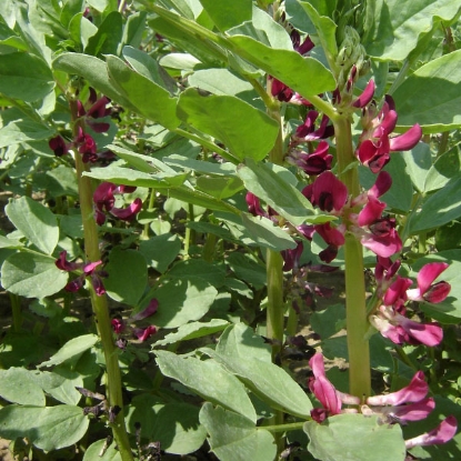 Picture of Broad Bean Crimson Flowered PPPA.Vicia faba B.GB40557 C.lot see pkt D.GB