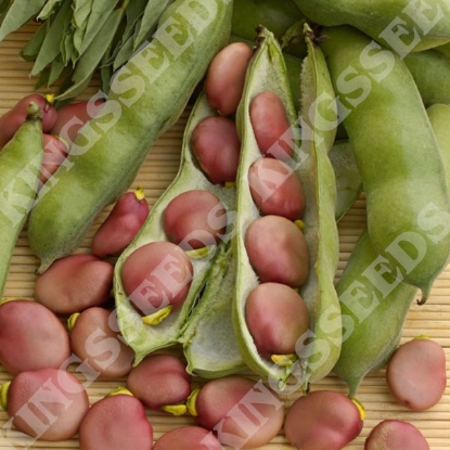 Picture of Broad Bean  Karmazyn PPP A. Vicia faba B. GB40557 C.lot see pkt D.GB