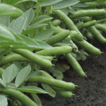 Picture of Broad Bean De Monica PPP A. Vicia faba B. GB40557C. lot see pkt D.GB