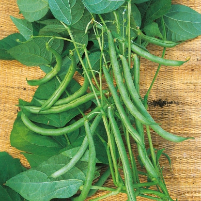 Picture of Climbing French Bean Blue Lake PPP A.Phaseolus vulgaris B.GB40557 C.lot  D.GB