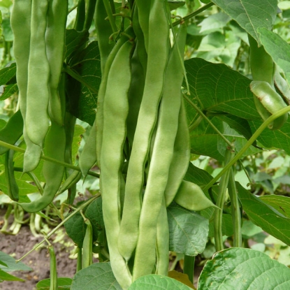 Picture of Climbing French Bean Hunter AGM PPP A.Phaseolus vulgaris B.GB40557 C.lot pk D.GB