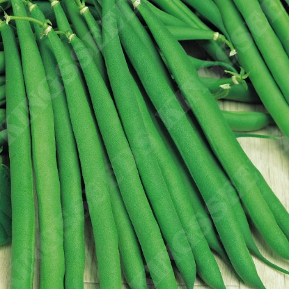 Picture of Dwarf French Bean  Annabel PPP A.Phaseolus vulgaris B.GB40557 C.lot pkt D.GB