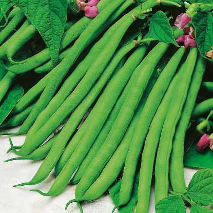 Picture of Dwarf French Bean Tendergreen PPP A.Phaseolus vulgaris B.GB40557 C.lot pkt D.GB