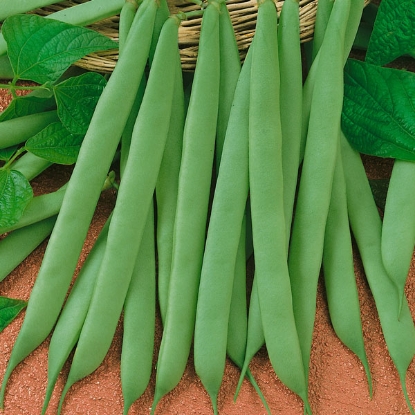 Picture of Dwarf French Bean  The Prince PPP A.Phaseolus vulgaris B.GB40557 C.lot pkt D.GB