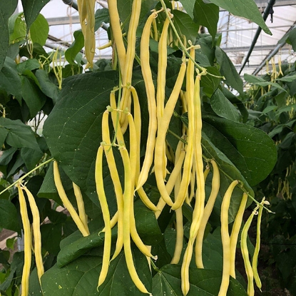 Picture of Climbing French Bean Sunshine PPP A.Phaseolus vulgaris B.GB40557 C.lot pkt D.GB