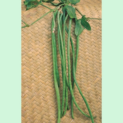 Picture of Climbing French Bean Yard Long PPP A.Phaseolus vulgaris B.GB40557 C.lot pkt D.GB