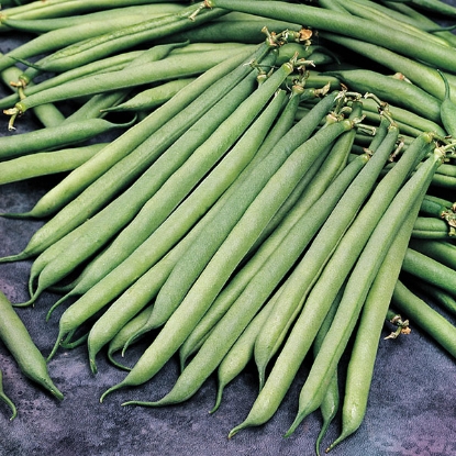 Picture of Dwarf French Bean  Safari AGM PPP A.Phaseolus vulgaris B.GB40557 C.lot pkt D.GB