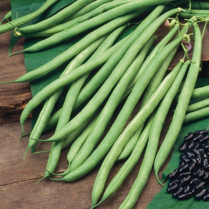 Picture of Climbing French Bean Cobra PPP A.Phaseolus vulgaris B.GB40557 C.lot pkt D.GB