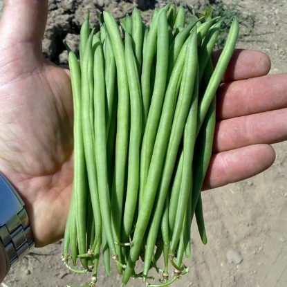 Picture of Dwarf French Bean  Faraday PPP A.Phaseolus vulgaris B.GB40557 C.lot pkt D.GB