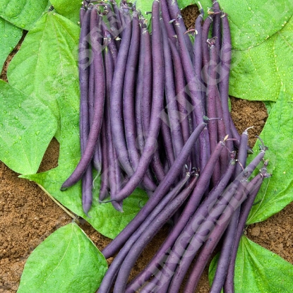 Picture of Dwarf French Bean  Amethyst PPP A.Phaseolus vulgaris B.GB40557 C.lot pkt D.GB