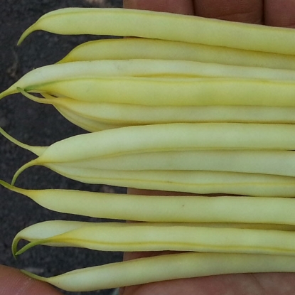 Picture of Dwarf French Bean  Dior PPP A.Phaseolus vulgaris B.GB40557 C.lot pkt D.GB